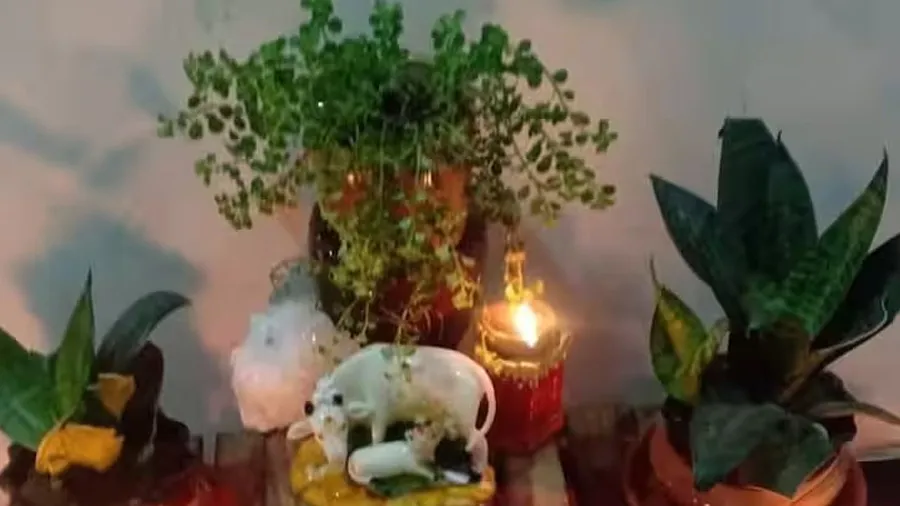 Tulsi-Vivah-4