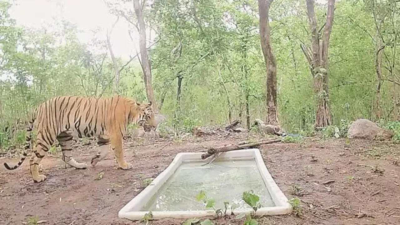  ગુજરાતના આ જંગલમાં 9 મહિનાથી વાઘ રહે છે, વર્ષો પછી પહેલો ટાઇગર જોવા મળ્યો