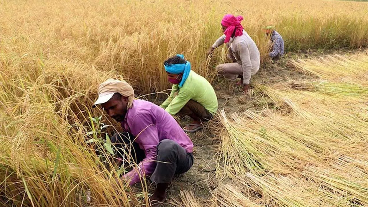 ખેડૂતોને મોટી રાહત: કડી APMC દ્વારા ₹90 લાખની અભૂતપૂર્વ 50% સબસિડી યોજના જાહેર