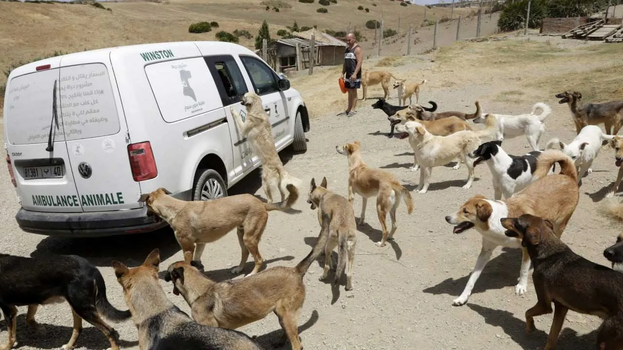 વર્લ્ડ કપ માટે કુતરાઓનો જીવ લેવાય રહ્યો છે? આ દેશ પર લાગ્યો ગંભીર આરોપ