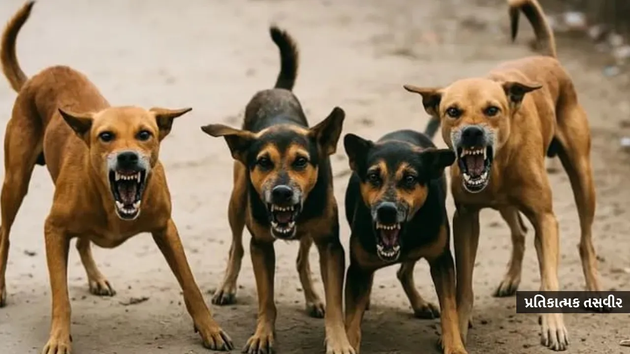 સુરતમાં 4 વર્ષના બાળક પર 5 કુતરા તુટી પડ્યા, 50 બચકાં ભર્યા