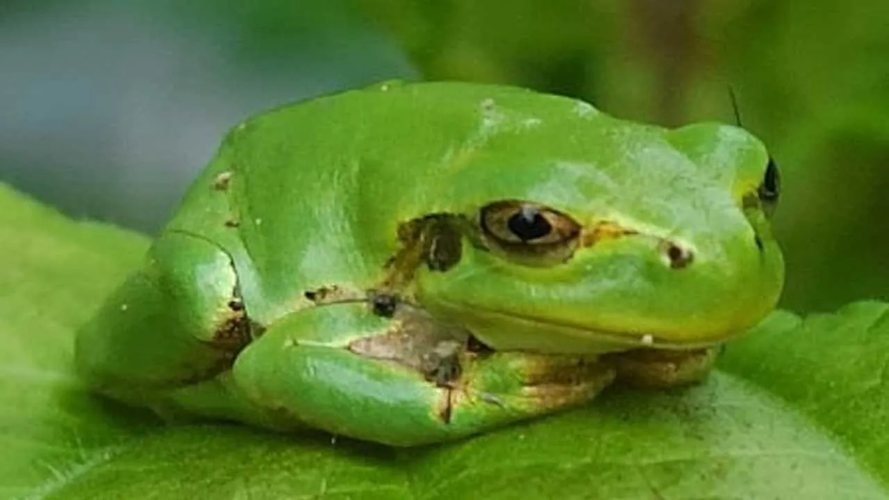 જાપાની ઝાડના દેડકામાં એક શક્તિશાળી કેન્સર વિરોધી દવા મળી આવી, જે એક ડોઝ આપતા જ કેન્સરને દૂર કરે છે