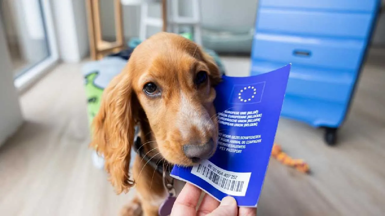 એક રખડતા કૂતરાને અમેરિકાના વીઝા કંઈ રીતે મળી ગયા?