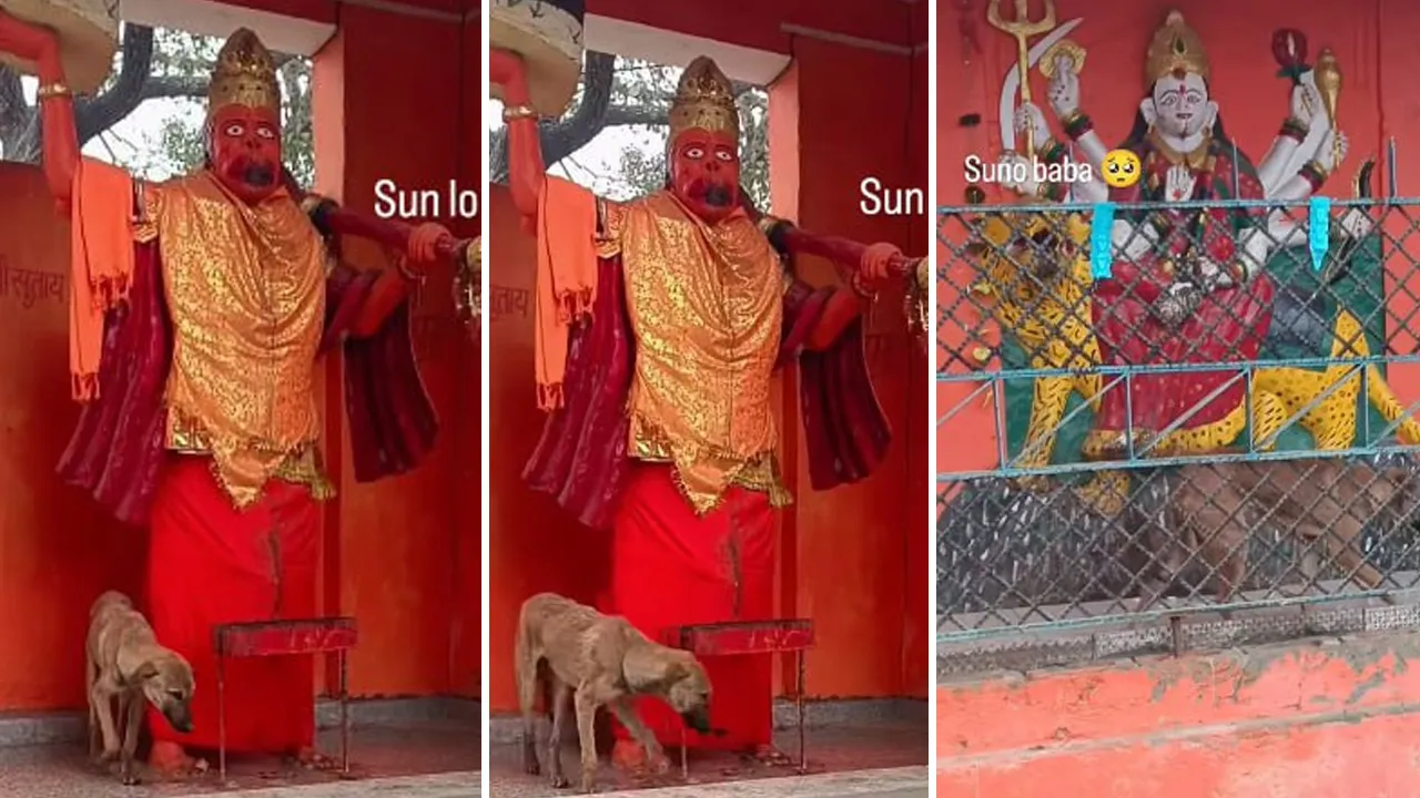 હનુમાનજી-મા દુર્ગાની મૂર્તિ.., કૂતરો 5 દિવસથી કરી રહ્યો છે પરિક્રમા, લોકોએ ભૈરવનું સ્વરૂપ ગણાવ્યો; ડૉક્ટરે જણાવ્યું સત્ય