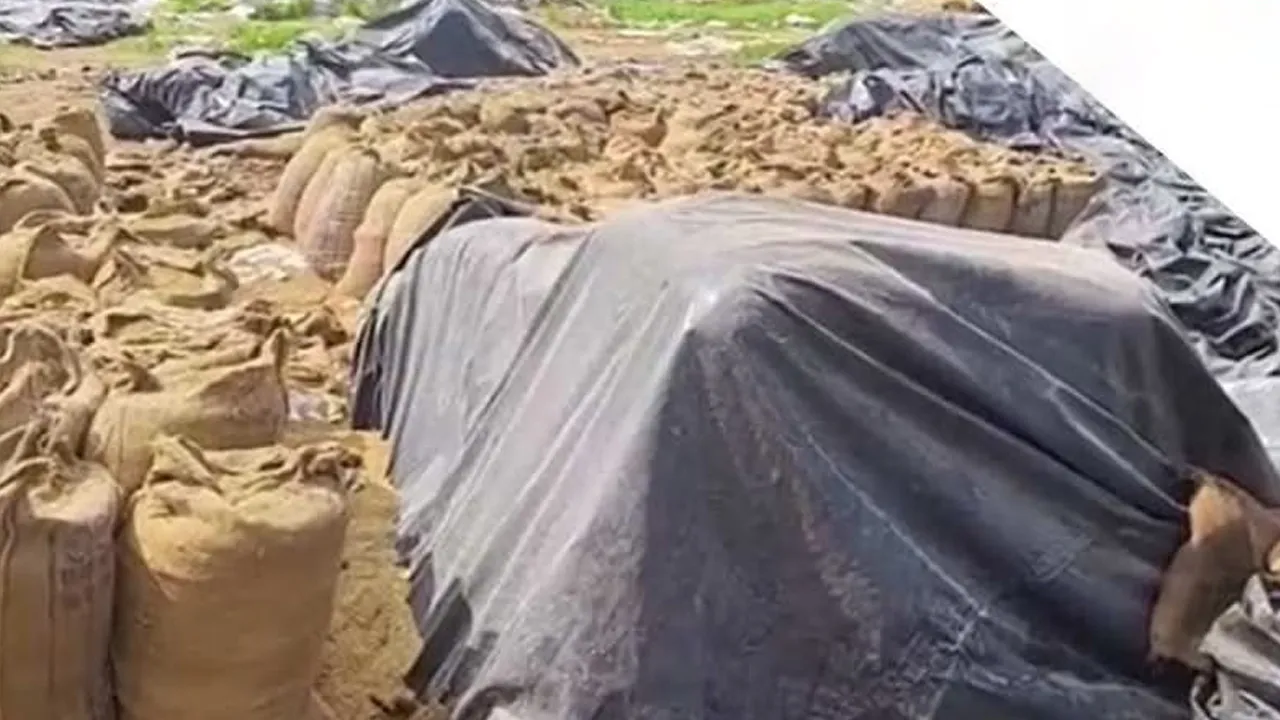 આવું કેવું? 7 કરોડનો ડાંગર ઉંદરો અને ઉધઈ કેવી રીતે ખાઈ ગયા?