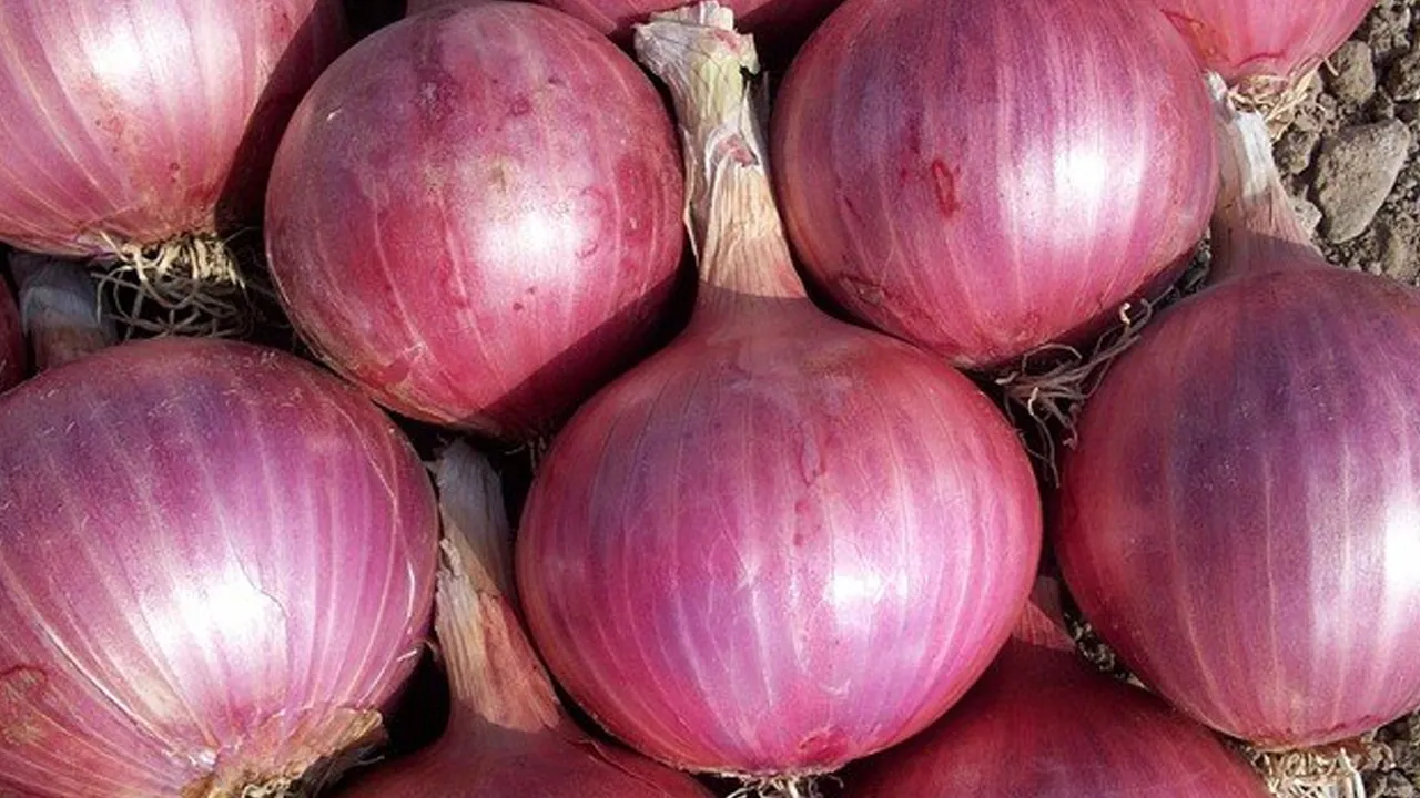 onion 