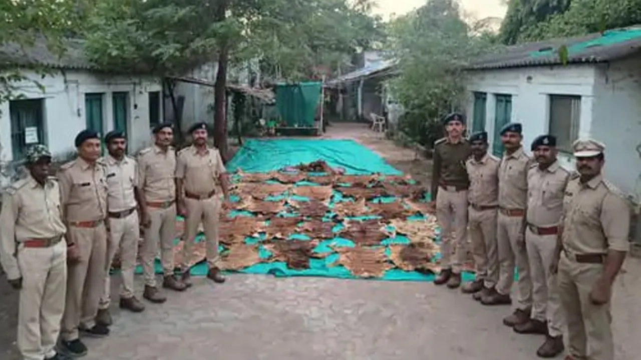 રાજપીપળામાં મંદિરના મકાનમાંથી 40થી વધુ વાઘના ચામડા અને 100થી વધારે નખ મળ્યા, ગુજરાતની પ્રથમ ઘટના