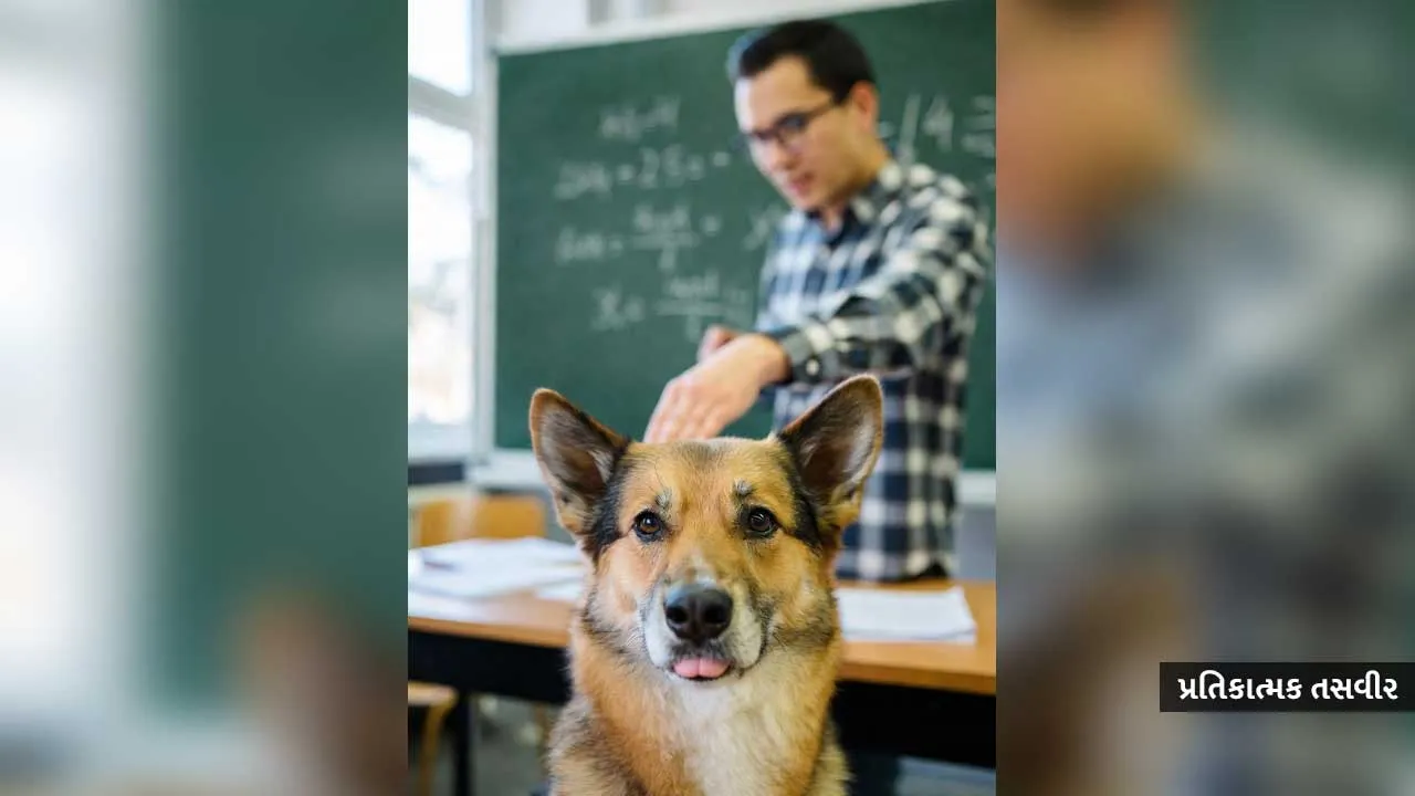 આજ જોવાનું બાકી હતું! હવે ગુજરાતના શિક્ષકો કૂતરાઓ ગણશે; મંત્રી કહે કોર્ટનો આદેશ છે