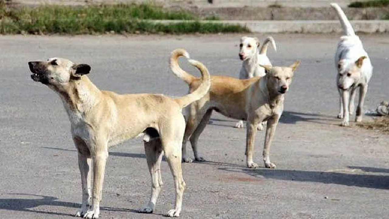 નસબંધી 2200 કૂતરાઓની કરી, પણ કાગળ પર 33000 બતાવી લાંચિયાઓ કરોડો ચાઉં કરી ગયા