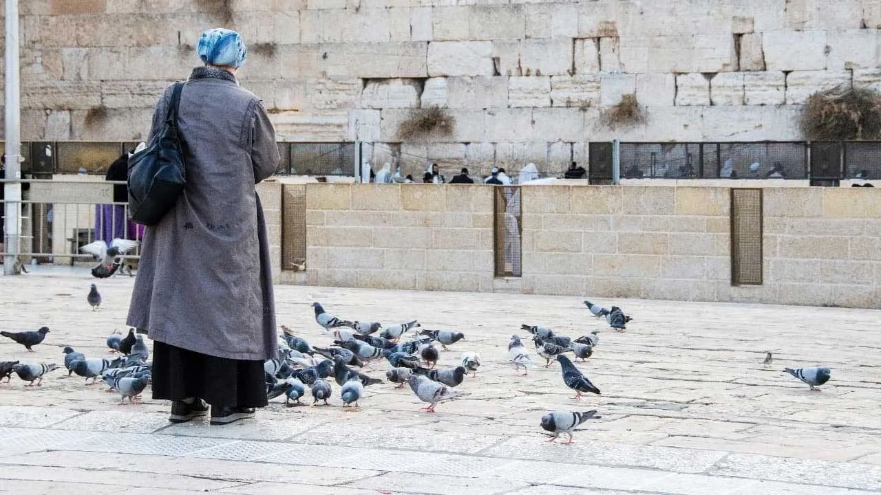 પ્રતિબંધ હોવા છતા મહિલાએ કબૂતરોને દાણા નાખતા કોર્ટે 2 લાખનો દંડ ફટકારી દીધો