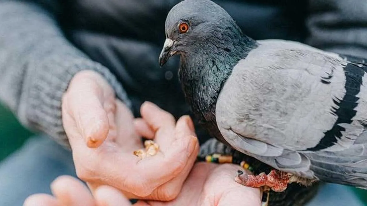 Woman-Fined-Feeding-Pigeons