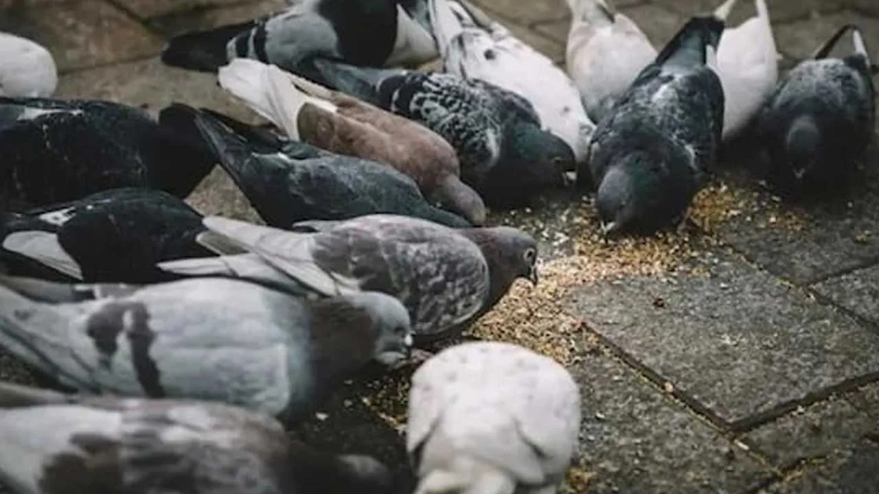 Woman-Fined-Feeding-Pigeons