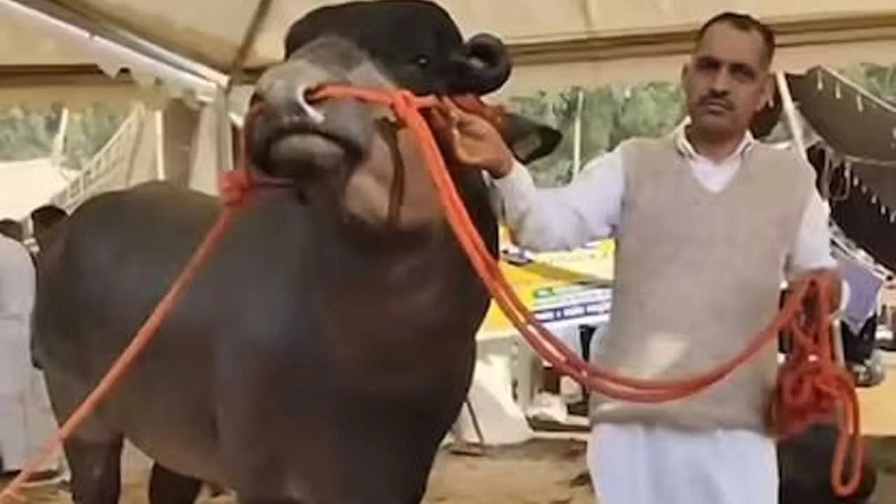 UK, US, ઈટલીથી આ પાડાની પૂછપરછ માટે ફોન આવે છે, માલિક 50 કરોડમાં પણ વેચવા તૈયાર નથી