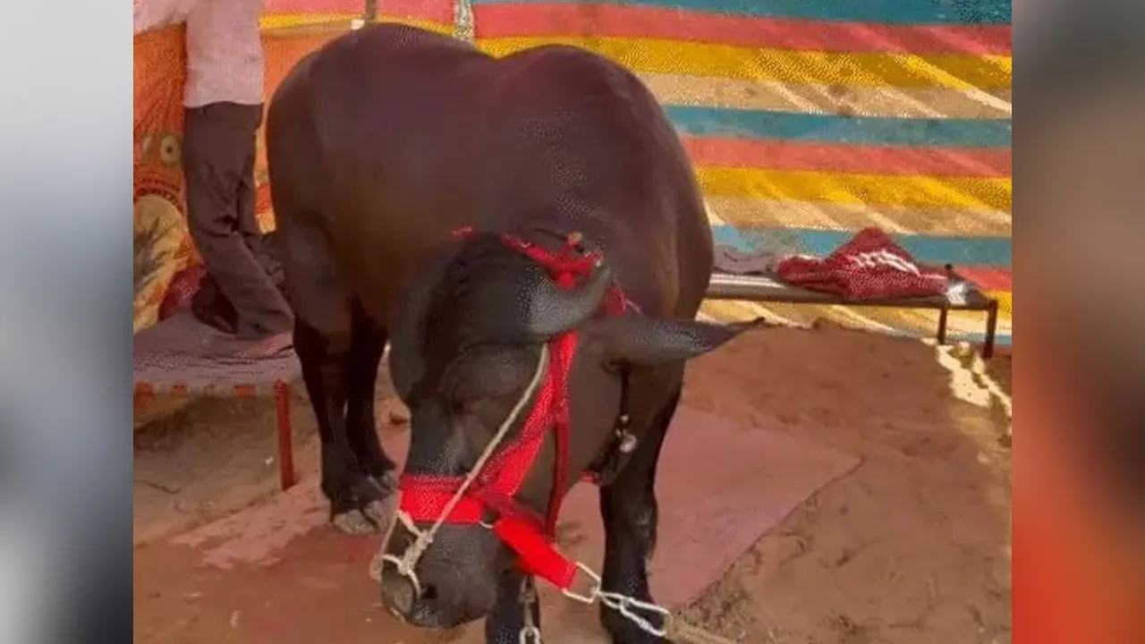 પશુ પ્રદર્શનમાં કોટડાનો 'સમ્રાટ' પાડો છવાયો, કિંમત જાણીને ચોંકી જશો 