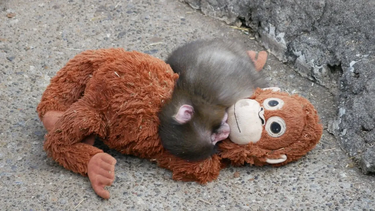 Baby-Monkey3  