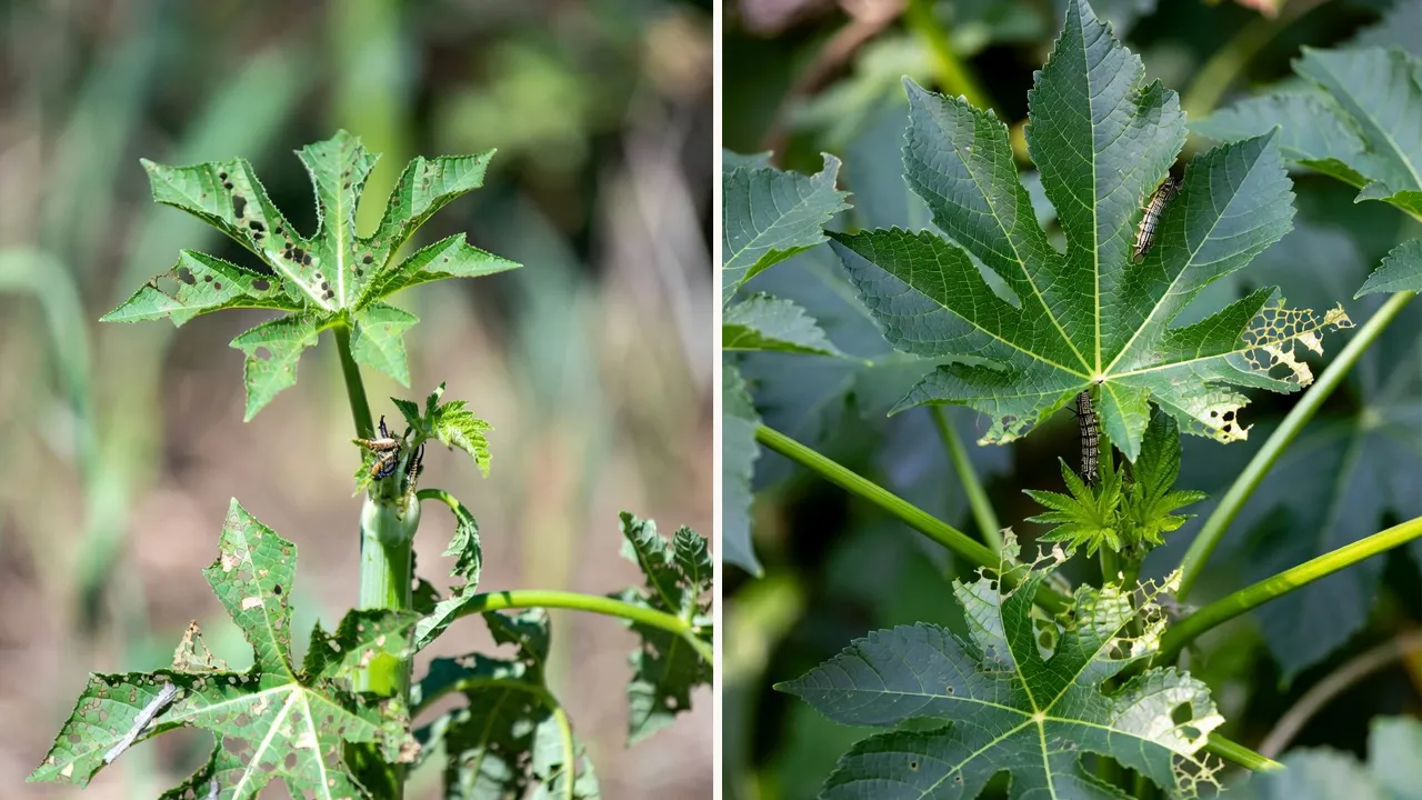 પાક ઉપર ગંભીર સંકટ, આ ઈયળે ઉત્તર ગુજરાતમાં મચાવ્યો તાંડવ