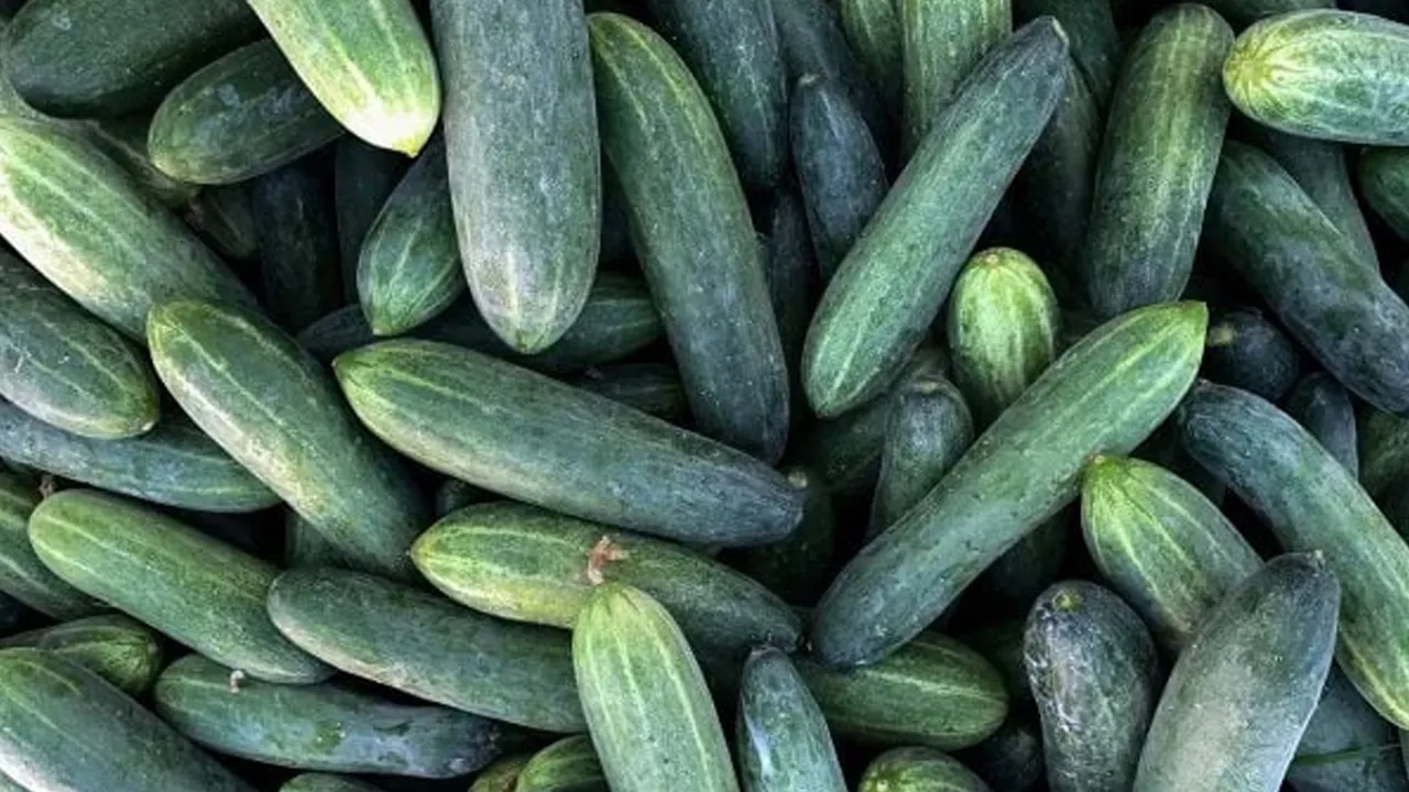 cucumbers2 