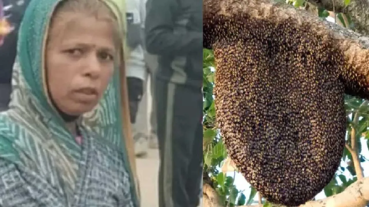 મધમાખીથી 20 બાળકોને બચાવવા પોતાનો જીવ આપી દેનારા કંચનબાઈને સરકાર આપશે 4 લાખ