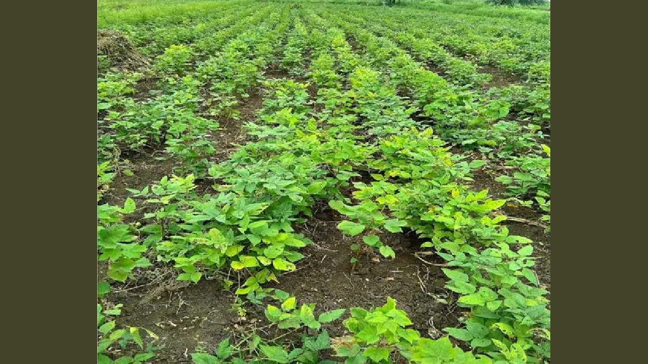 ગુજરાતના ખેડૂતોની મહેનત અને સરકારના સહયોગથી કઠોળ ઉત્પાદનમાં નવો ઇતિહાસ રચાઈ રહ્યો છે