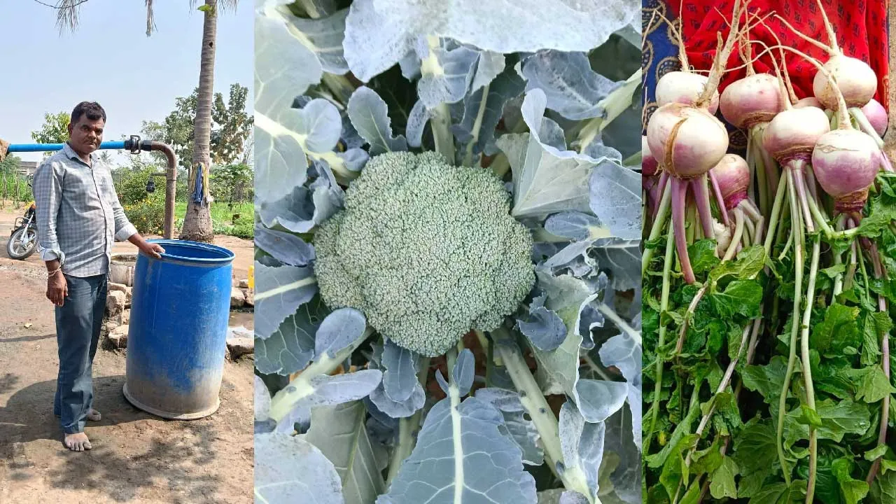 ગુજરાતના ખેડૂતો માટે સફળતાનો પ્રેરણાદાયી કિસ્સો: ભાવનગર વાવડી ગામના ખેડૂત જયંતીભાઈ ચૌહાણ