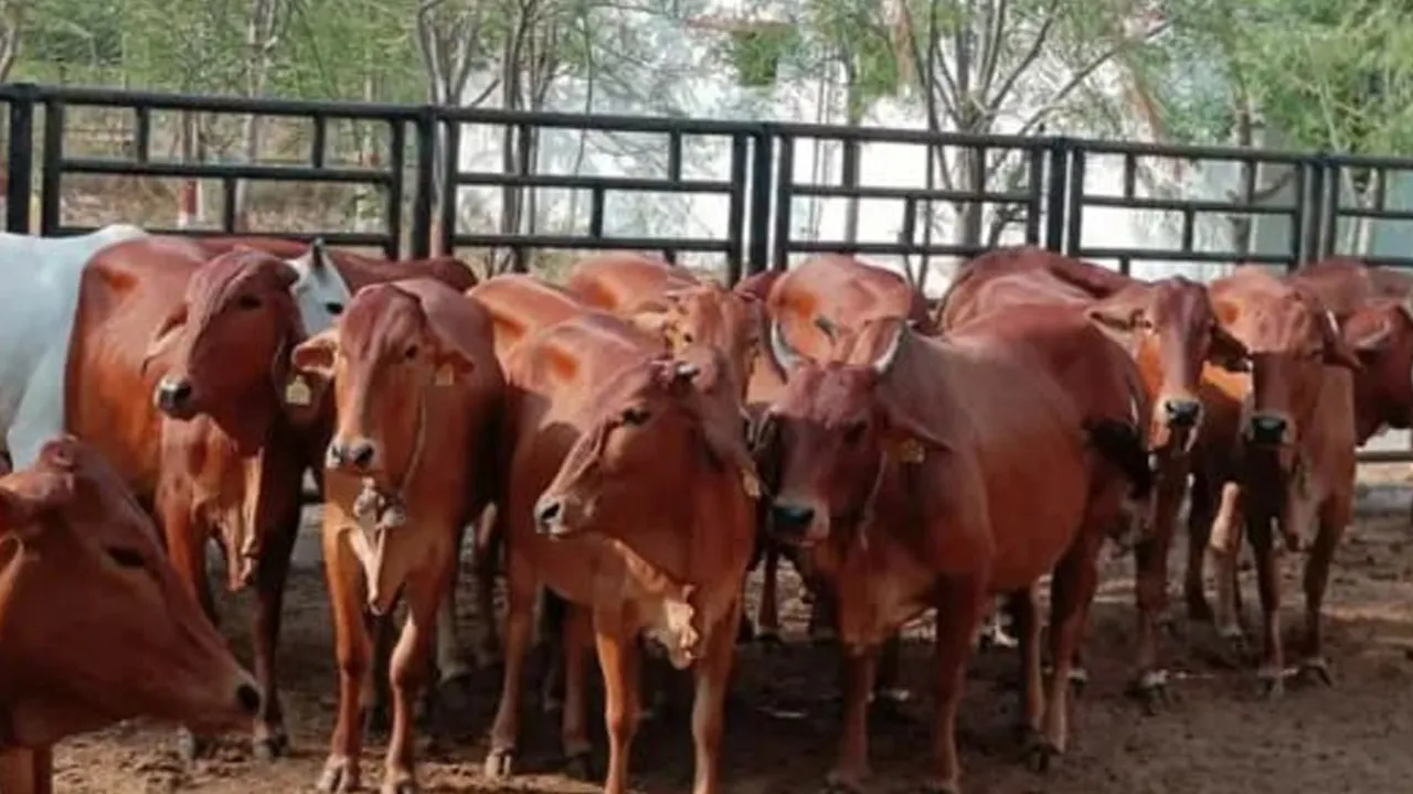 Rajasthan-Gaon-Gwala-Scheme 