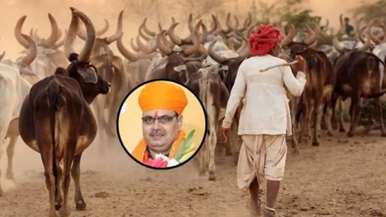 અહીંની સરકાર ગાયને ચરાવવા લઇ જનાર ગોવાળોને નોકરી આપી રહી છે... પગાર પણ આપશે, જાણો કેટલો મળશે