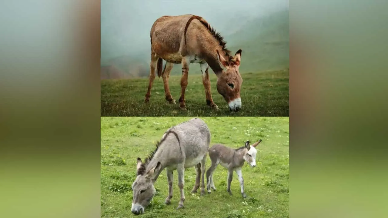 Government NLM Scheme