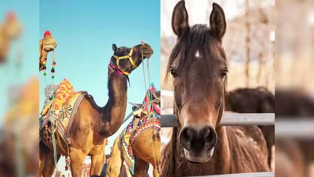 Government NLM Scheme