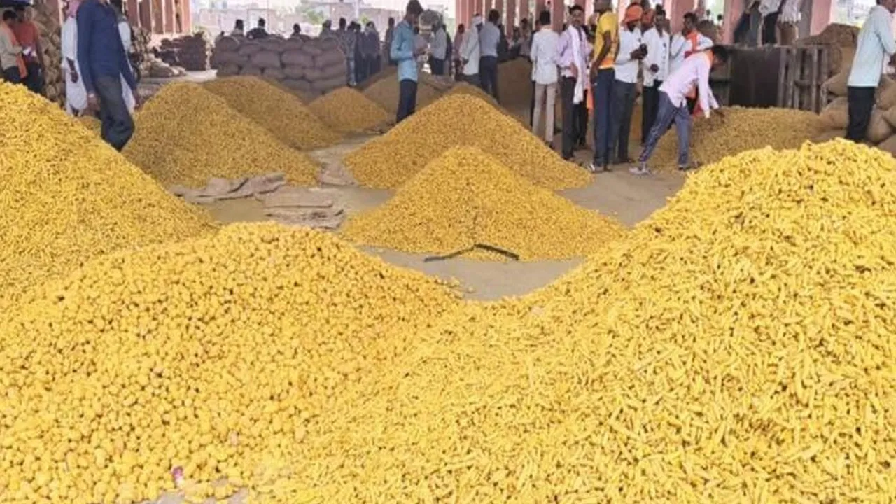 ઈરાન યુદ્ધની અસર; હળદરના ભાવ પ્રતિ ક્વિન્ટલ રૂ. 3500 ઘટ્યા, મરાઠવાડાના ખેડૂતો ચિંતિત!