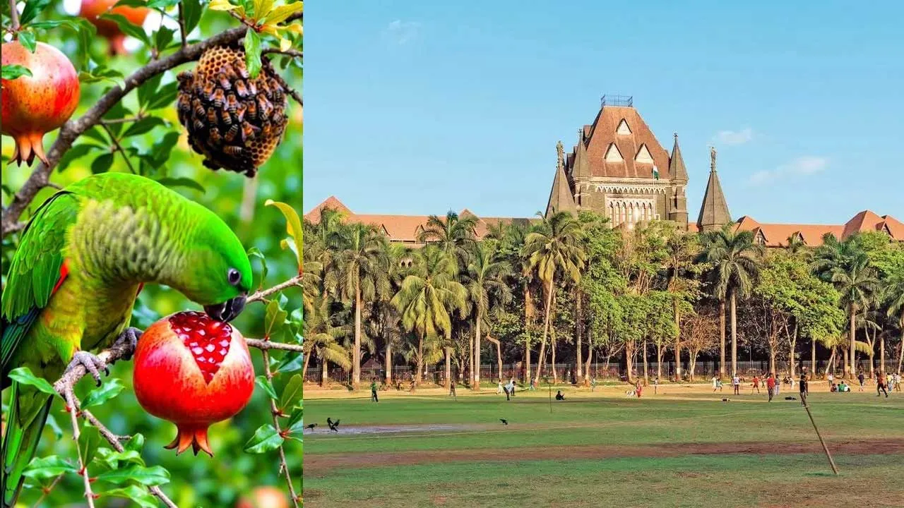 'પોપટ પણ જંગલી પ્રાણી છે', બોમ્બે હાઈકોર્ટનો રસપ્રદ ચૂકાદો, સરકારને કેમ આપ્યો ઠપકો?