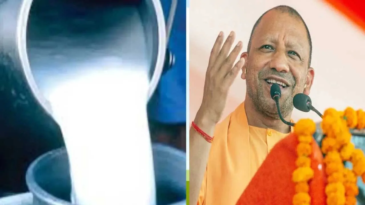 દૂધ ઉત્પાદનમાં ઉત્તર પ્રદેશે દેશમાં મેળવ્યું સર્વોચ્ચ સ્થાન, ડેરી કામગીરીની જવાબદારી મહિલાઓએ સંભાળી છે!