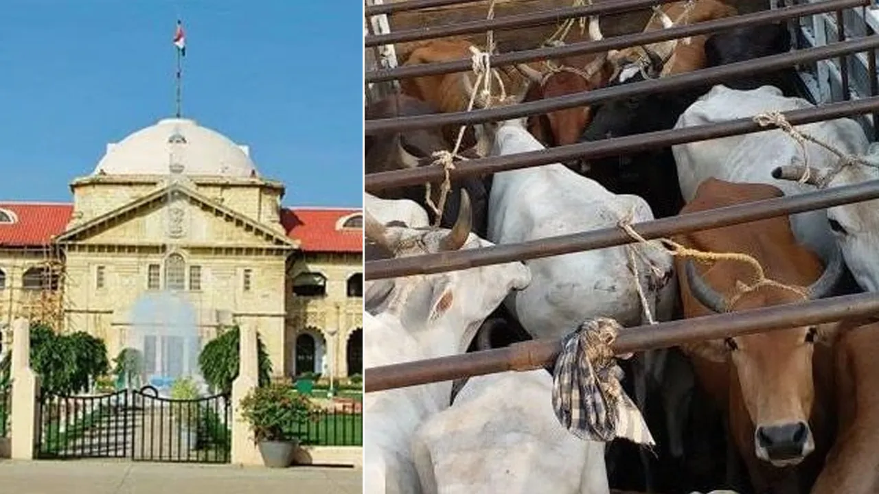 ‘રાજ્યની અંદર ગાય કે ગૌવંશને વાહનમાં લઈ જવા એ ગુનો નથી’, હાઈ કોર્ટેની ટિપ્પણી