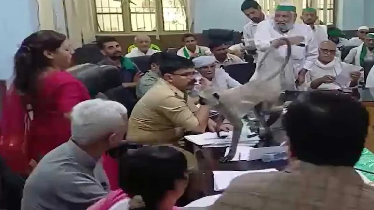 મીટિંગમાં 'VIP' વાંદરો આવ્યો... DM ઉભા થઇ ગયા અને પોતાની ખુરશી બતાવી કહ્યું, 'અહીં બેસો'