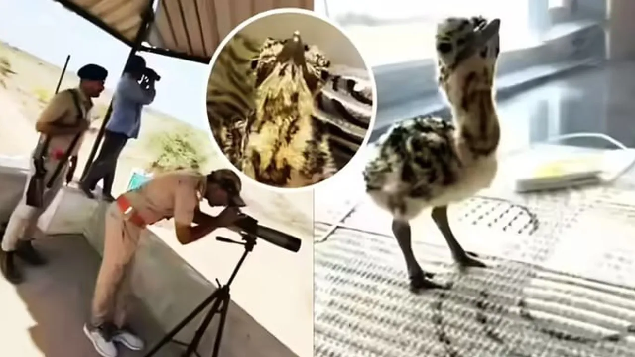 એક પક્ષીની સિક્યોરિટી માટે વન વિભાગે 50 સુરક્ષાકર્મીઓને તૈનાત કરી દીધા