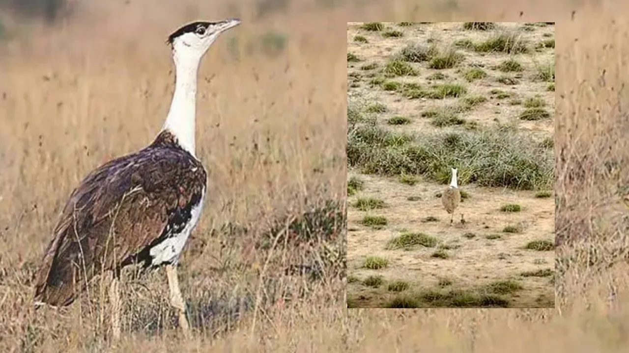 Monitoring-Newborn-Chick 