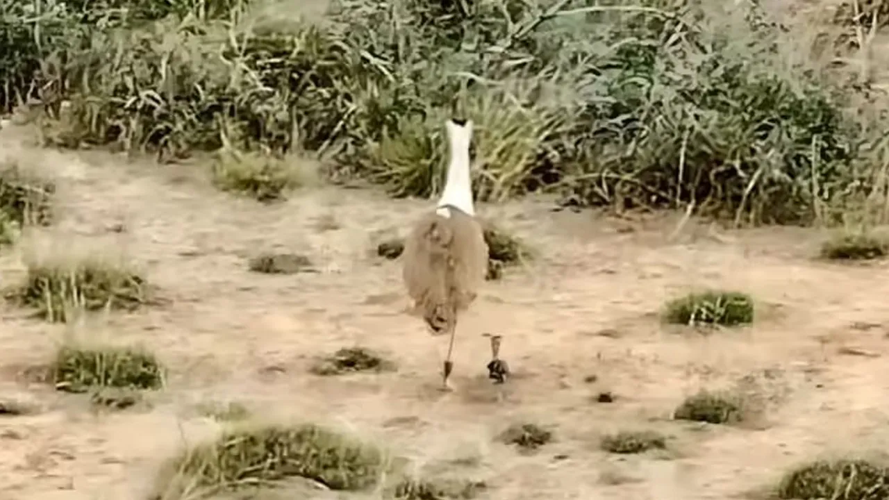 Monitoring-Newborn-Chick5 