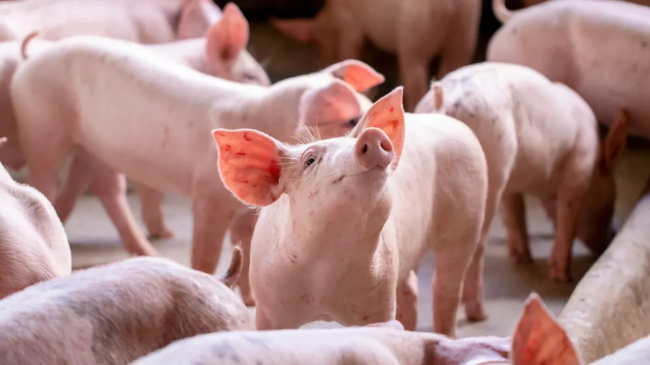 ડુક્કરના શુક્રાણુની ચર્ચા કેમ થઈ રહી છે? આ કામમાં ઉપયોગ કરી રહ્યા છે ડૉક્ટરો