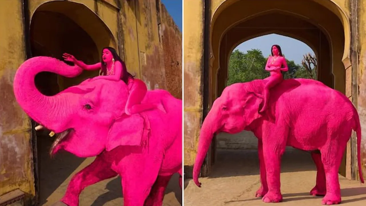 શું જયપુરમાં ગુલાબી રંગના કારણે હાથીએ ગુમાવ્યો હતો જીવ? મોડેલને બેસાડીને રશિયન ફોટોગ્રાફરે કર્યું હતું ફોટોશૂટ