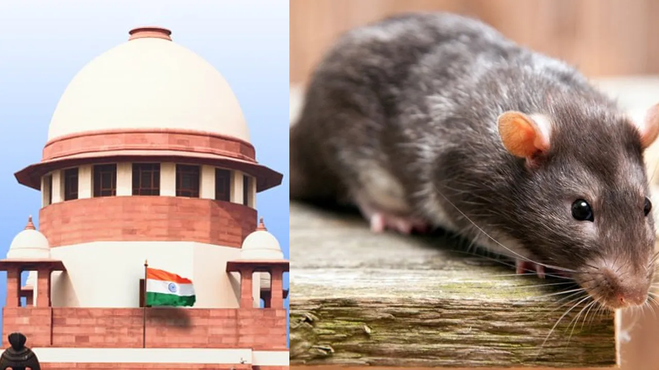 ‘લાંચના પૈસા ઉંદરો ખાઈ જતા...’ સુપ્રીમ કોર્ટે દોષિત મહિલા અધિકારીને જામીન આપી દીધા અને સજા પર રોક લગાવી દીધી