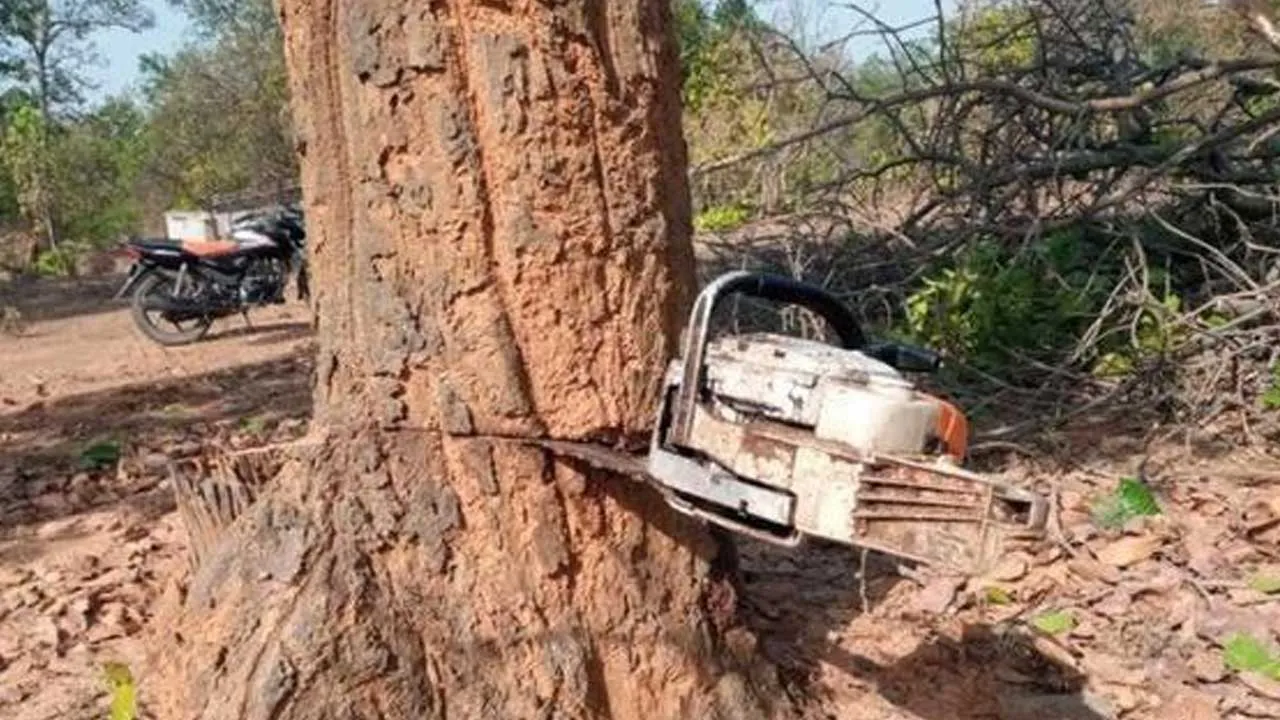 Cut Down Trees
