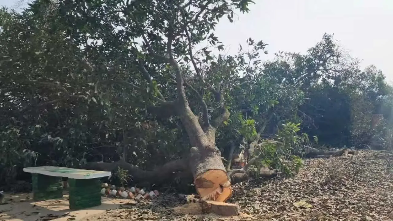 Cut Down Trees