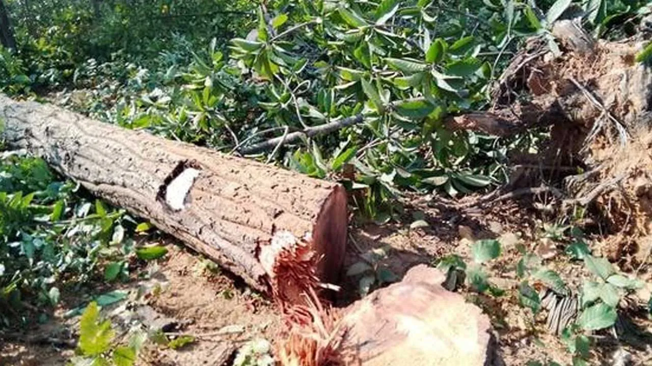 Cut Down Trees