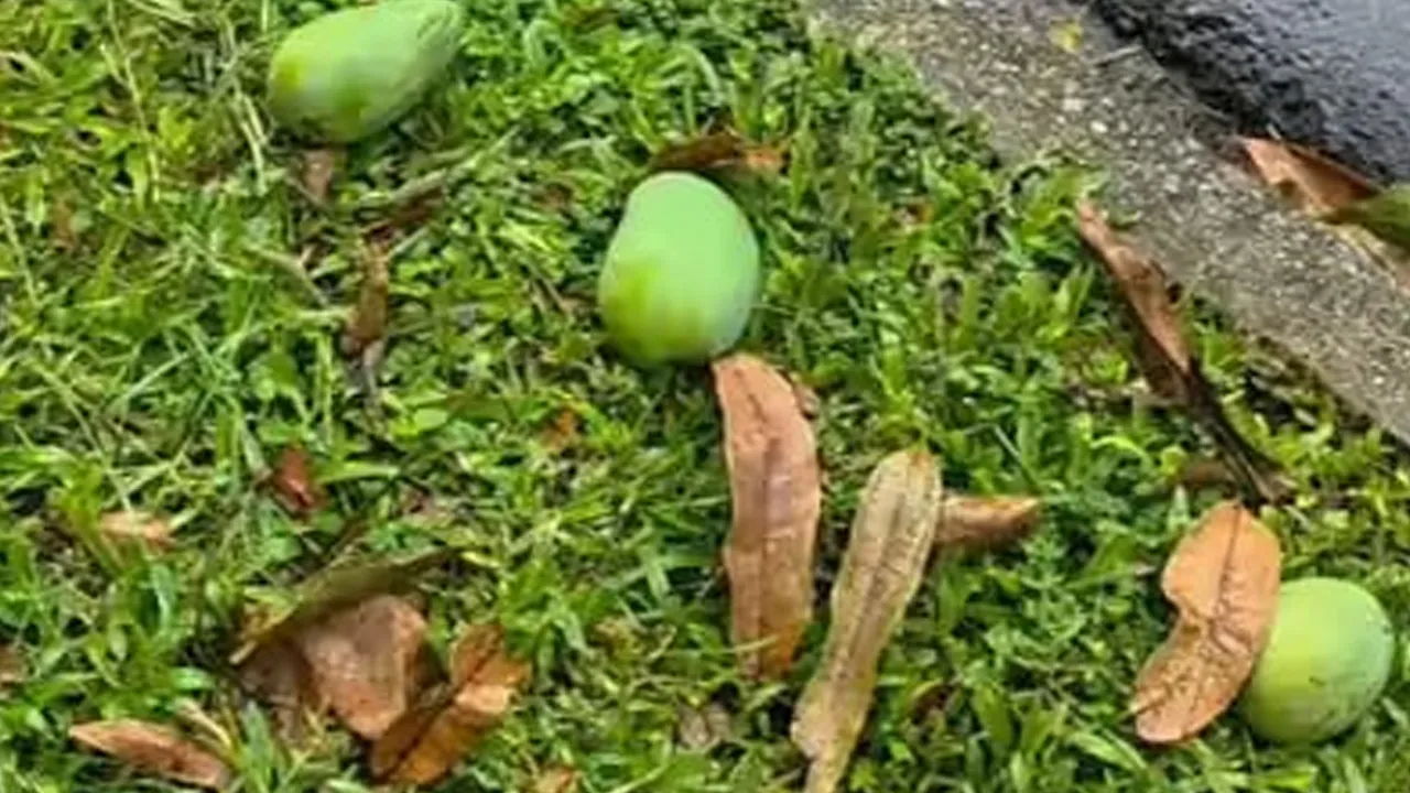Fallen-Mango-Fine1 