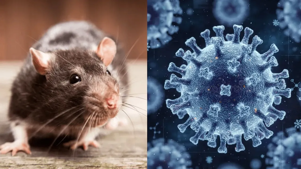 hantavirus3 