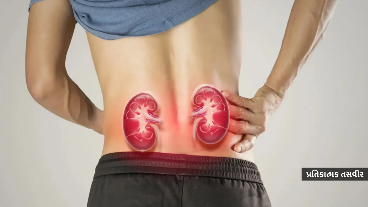 Kidney 