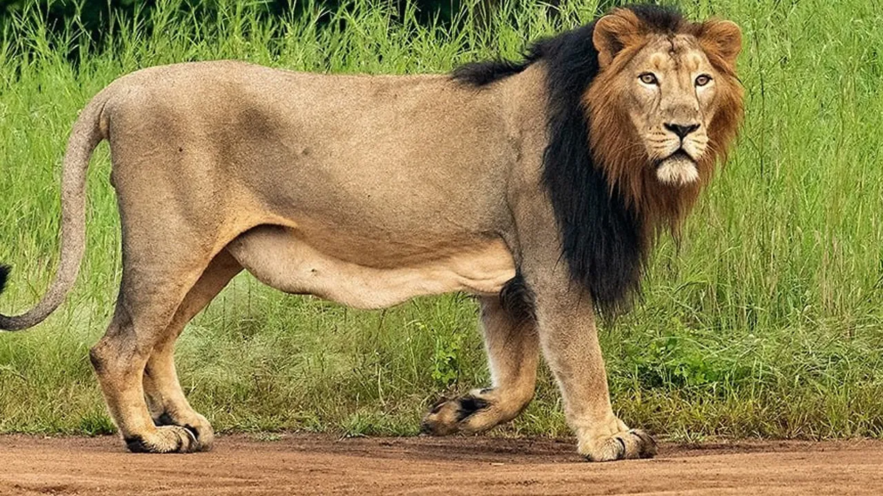 lion1 