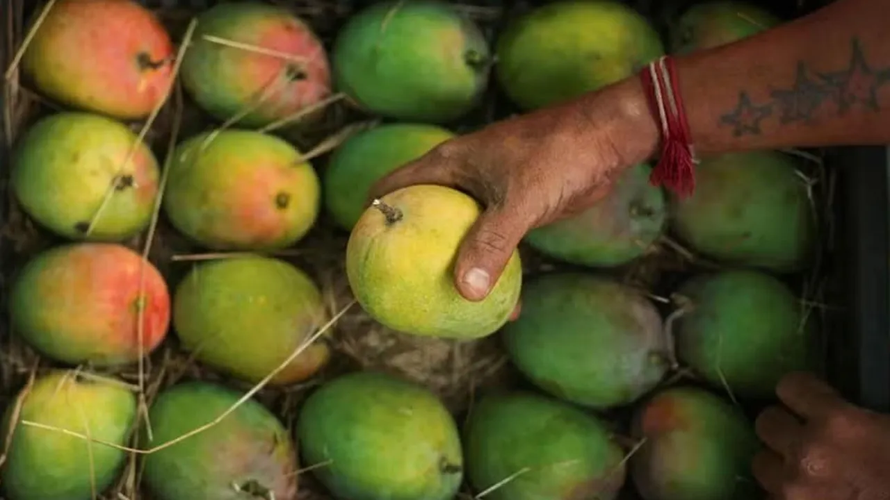 mango2 