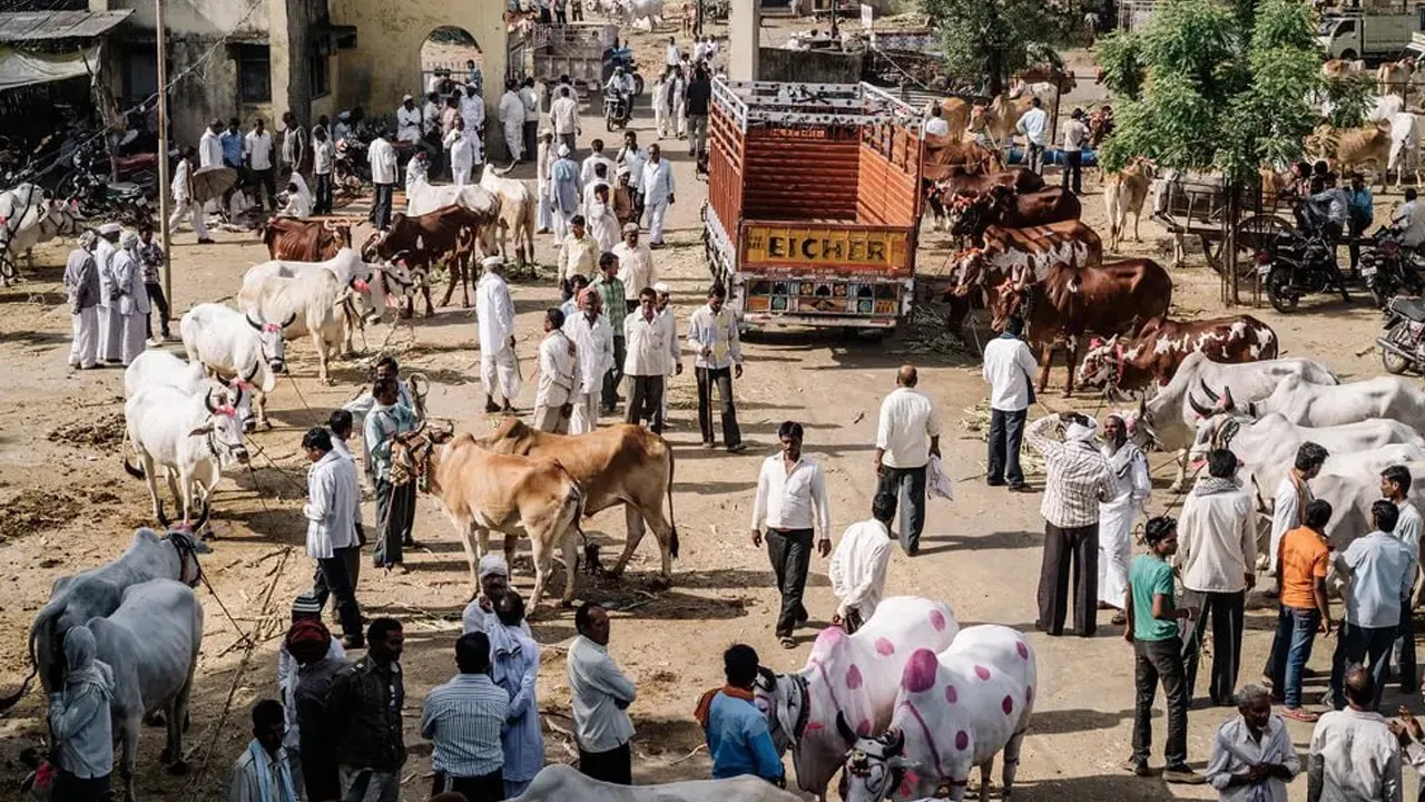 Saudi-cow-Sacrifice1 