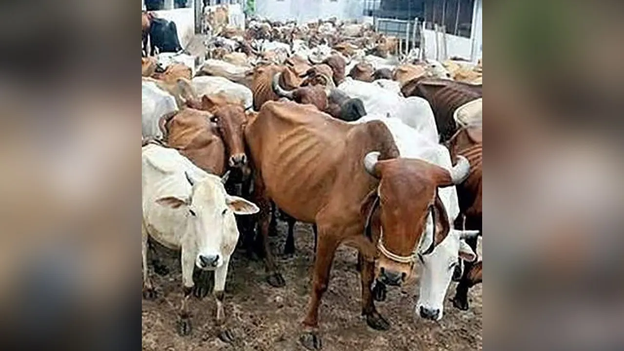 Saudi-cow-Sacrifice2 