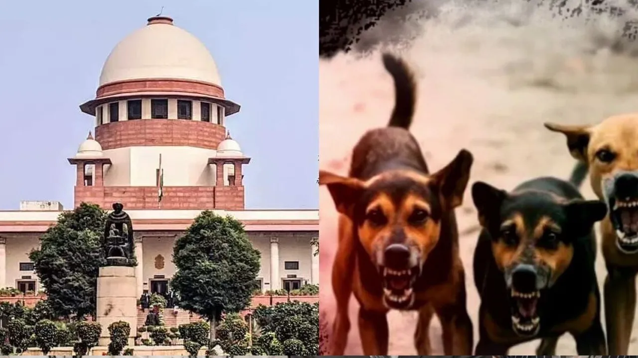Supreme-Court-Stray-Dogs 